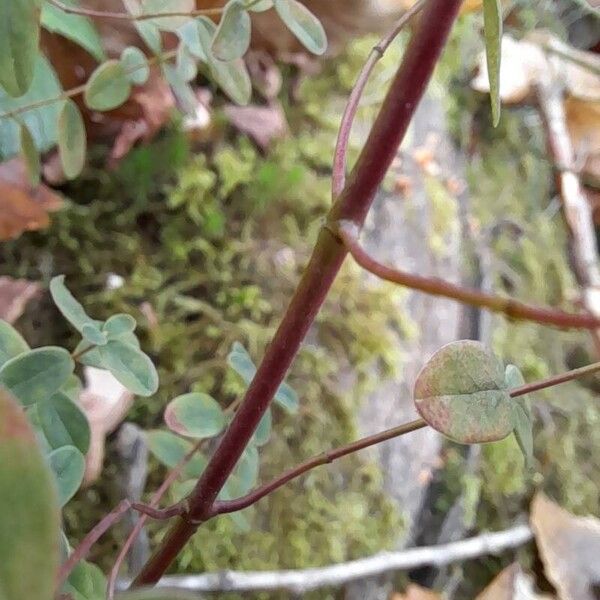 Hypericum pulchrum Bark