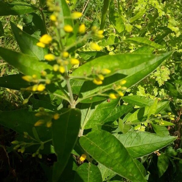 Lysimachia vulgaris Blatt