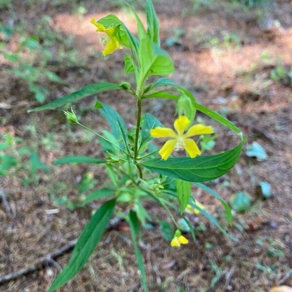 Lysimachia lanceolata Flors