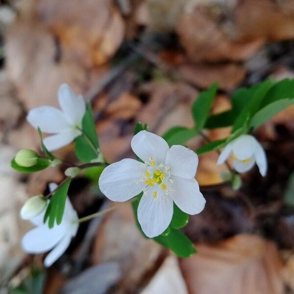 Isopyrum thalictroides 花