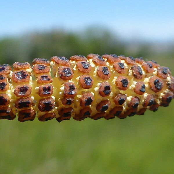 Equisetum ramosissimum Fruto