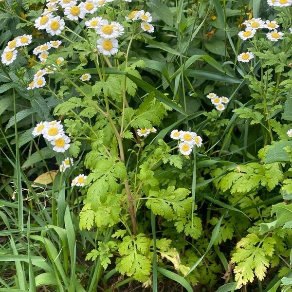 Tanacetum parthenium Habit