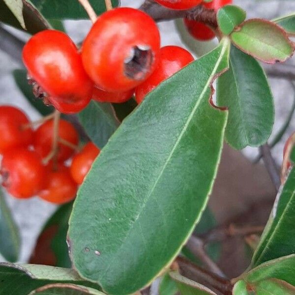 Pyracantha coccinea Folla