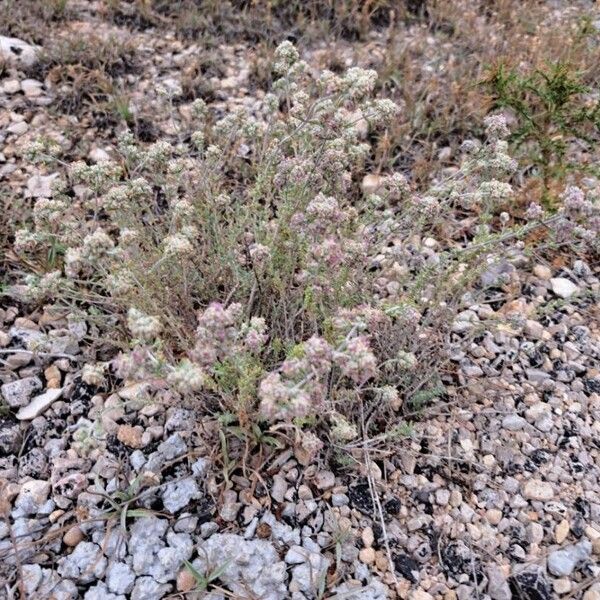 Teucrium capitatum Hàbitat