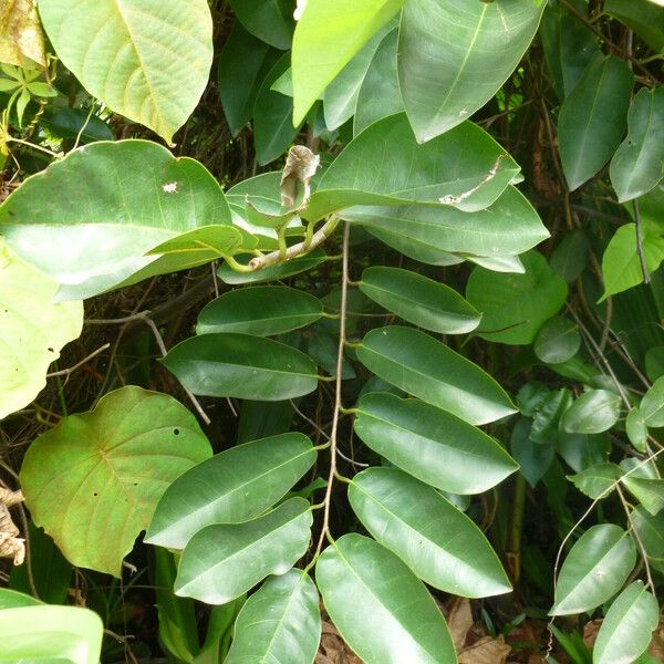 Annona glabra Frunză