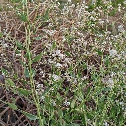 Lepidium latifolium Arall