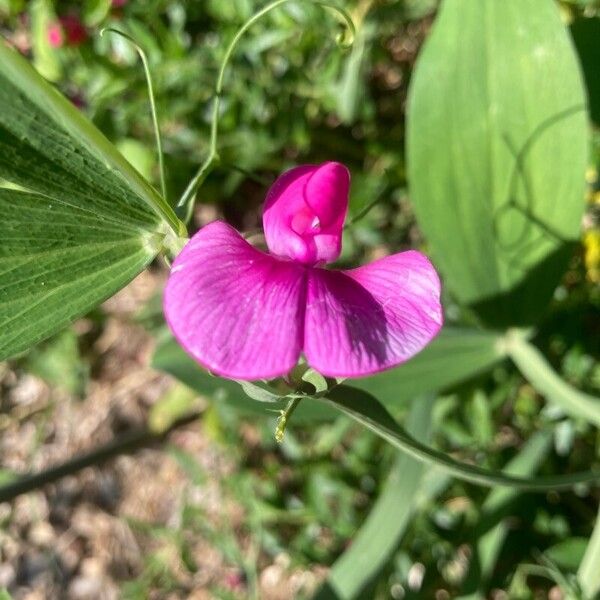 Lathyrus latifolius Flower