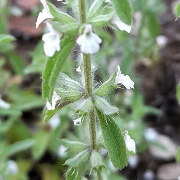 Sideritis romana Кветка