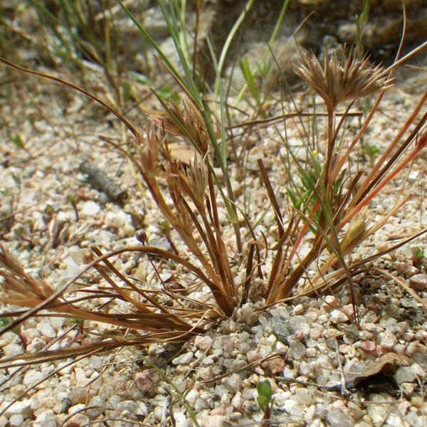 Juncus hybridus 整株植物