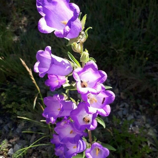 Campanula speciosa Květ