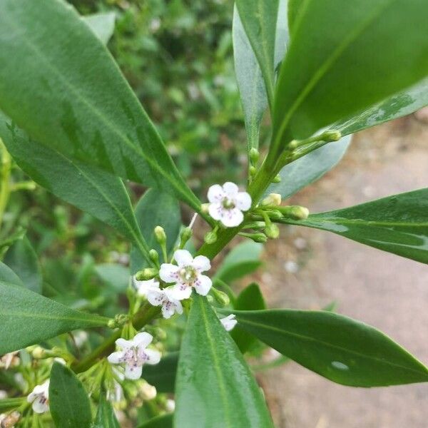 Myoporum tetrandrum Çiçek