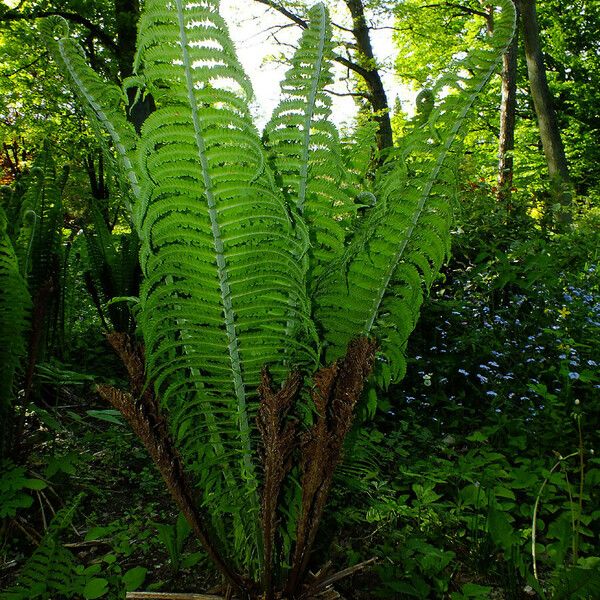 Onoclea struthiopteris Habit