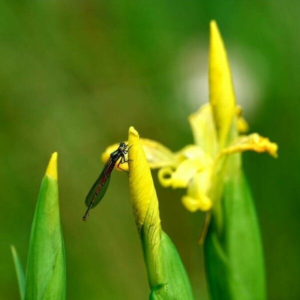 Iris pseudacorus Floare