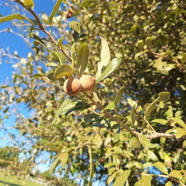 Quercus fusiformis Meyve
