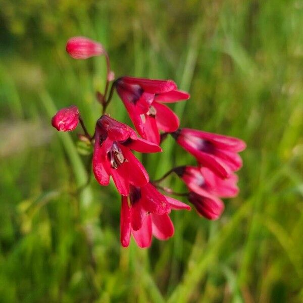 Bomarea salsilla Bloem