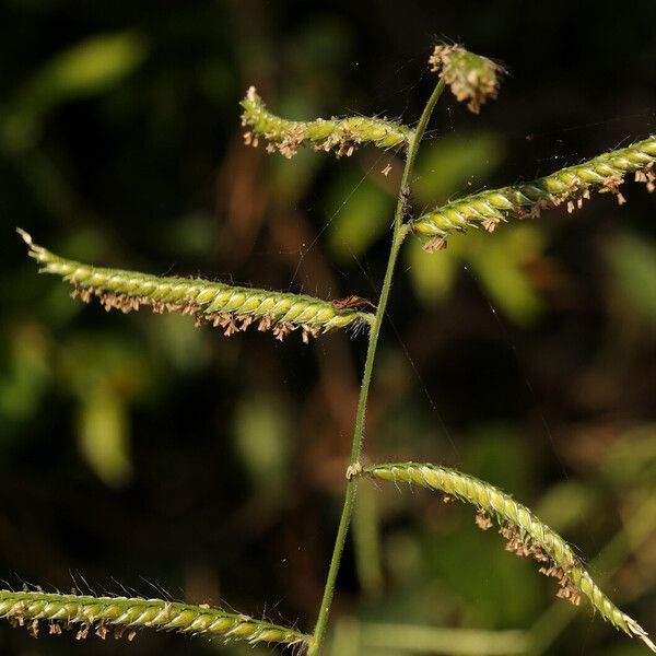 Urochloa trichopus 果實