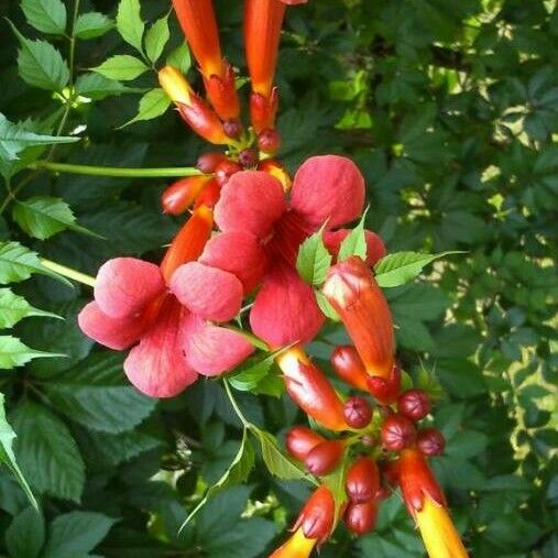 Campsis radicans Flor