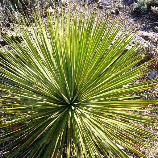 Yucca thompsoniana Хабит