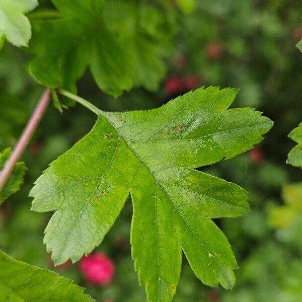 Crataegus laevigata Лист