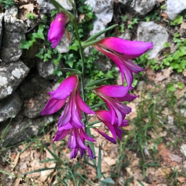 Gladiolus italicus Cvet