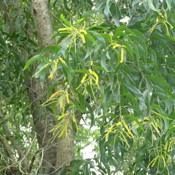 Acacia auriculiformis Levél