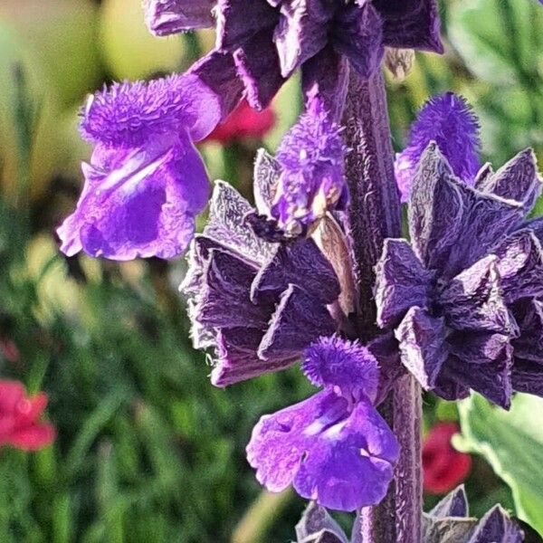 Salvia farinacea Other