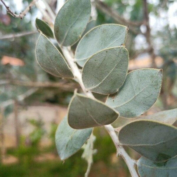 Acacia podalyriifolia পাতা