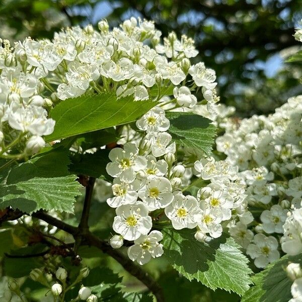 Crataegus sanguinea Flower