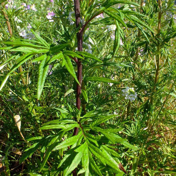 Artemisia biennis Hoja