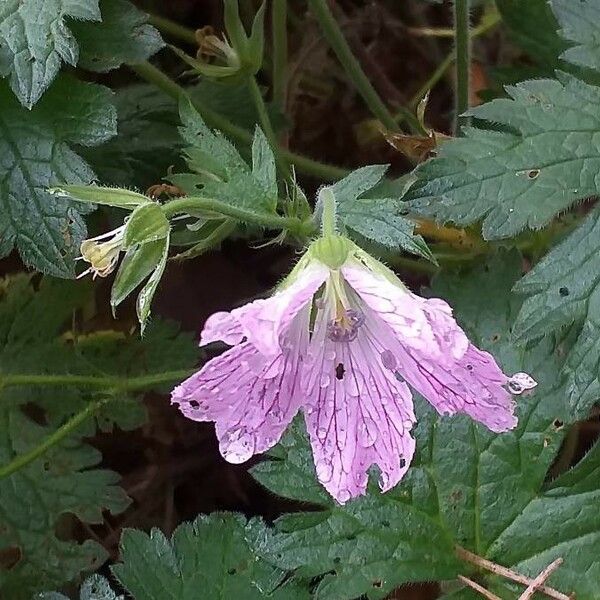 Geranium endressii Λουλούδι