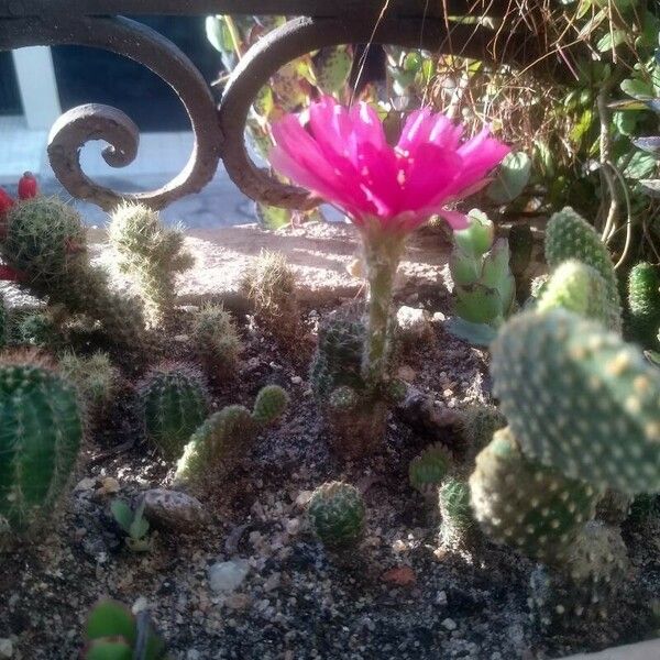 Chamaecereus silvestrii Flower