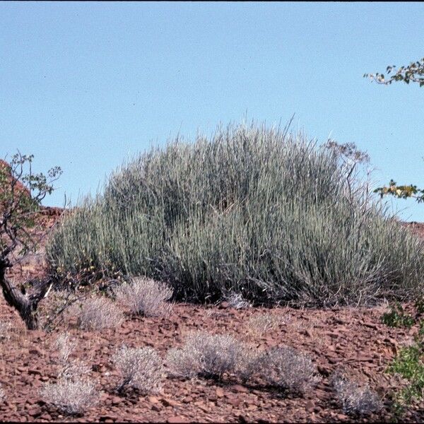 Euphorbia gregaria