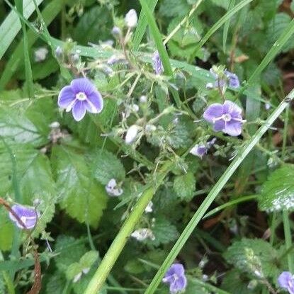 Veronica chamaedrys Fleur