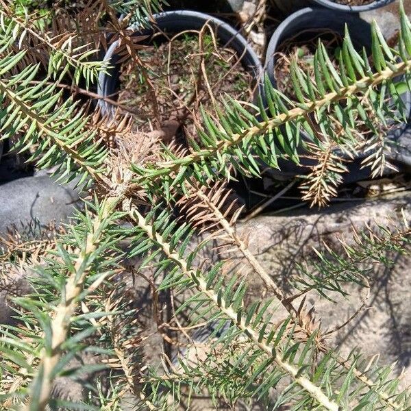 Abies cephalonica Other