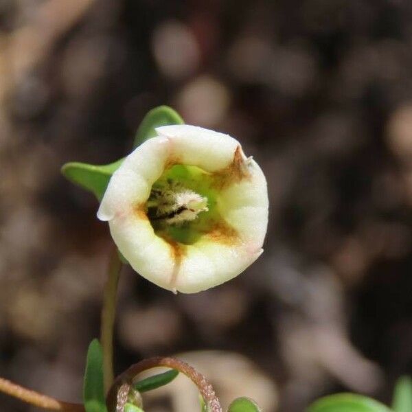 Trichodesma marsabiticum Žiedas