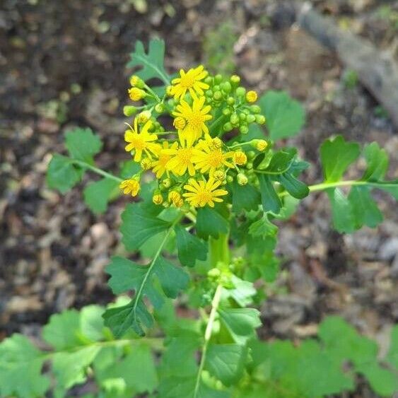 Packera glabella Flower