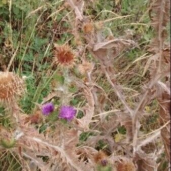 Onopordum acanthium Floro