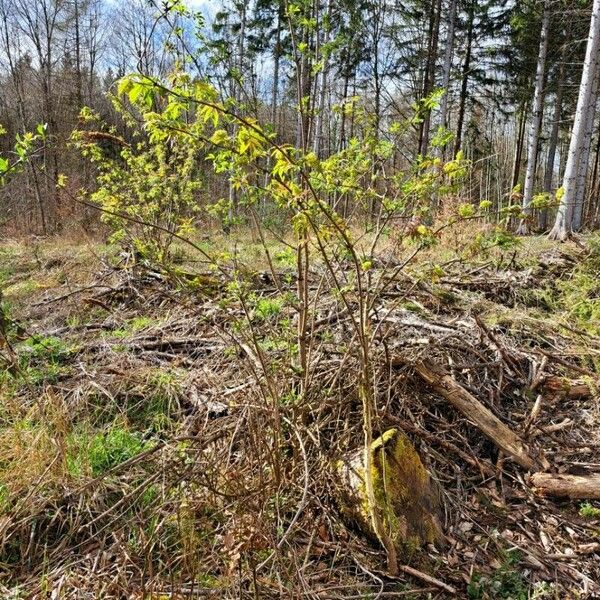 Sambucus racemosa Агульны выгляд