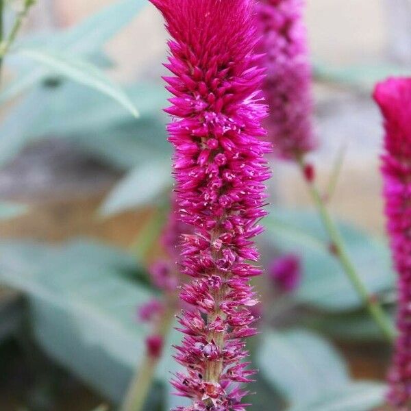 Celosia argentea Flower