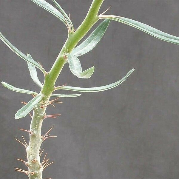 Pachypodium succulentum Kabuk