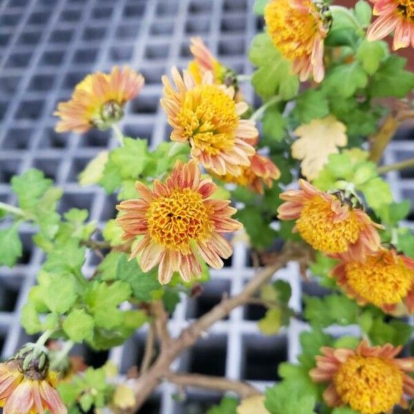 Chrysanthemum × morifolium Kwiat