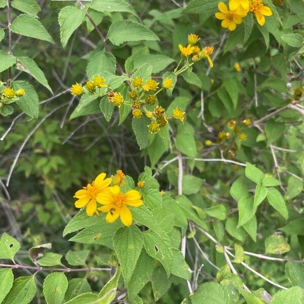 Calea urticifolia Flor