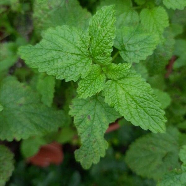 Melissa officinalis Leaf