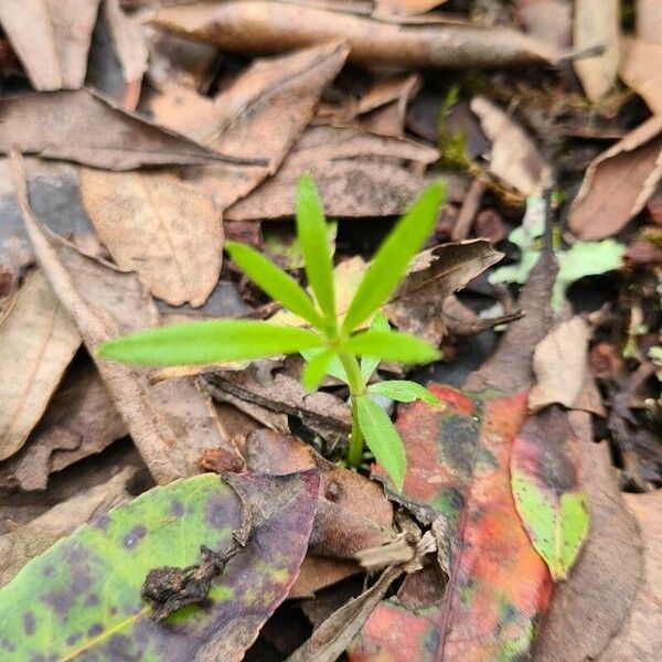 Galium triflorum Yaprak