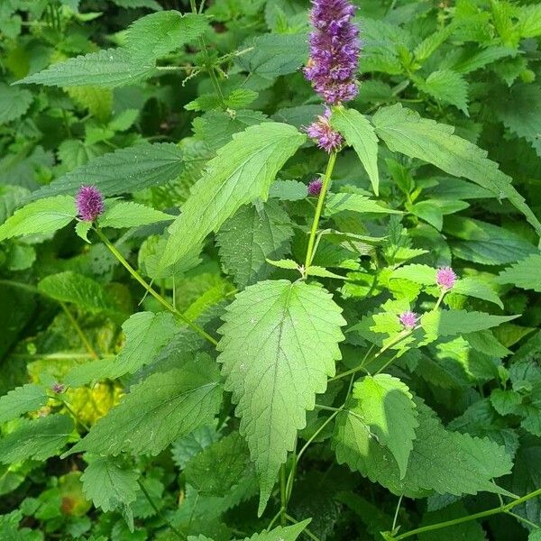 Agastache foeniculum 花