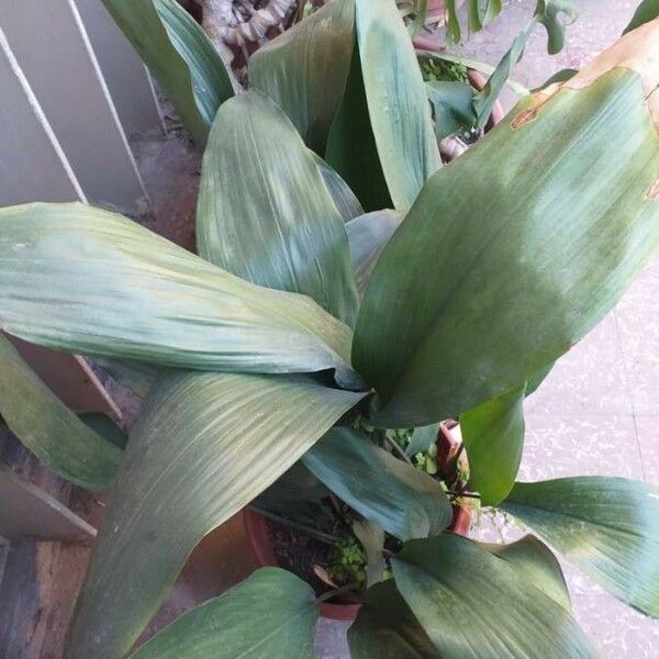 Aspidistra elatior ഇല