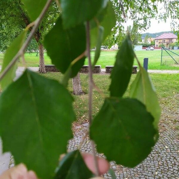 Betula nigra Fuelha