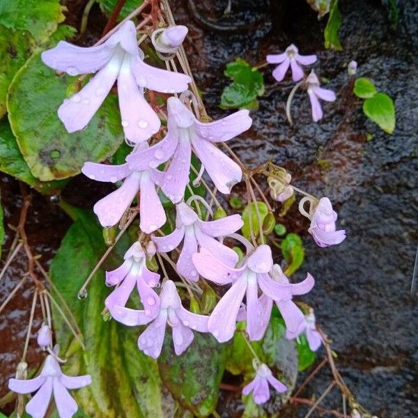 Pinguicula corsica 花