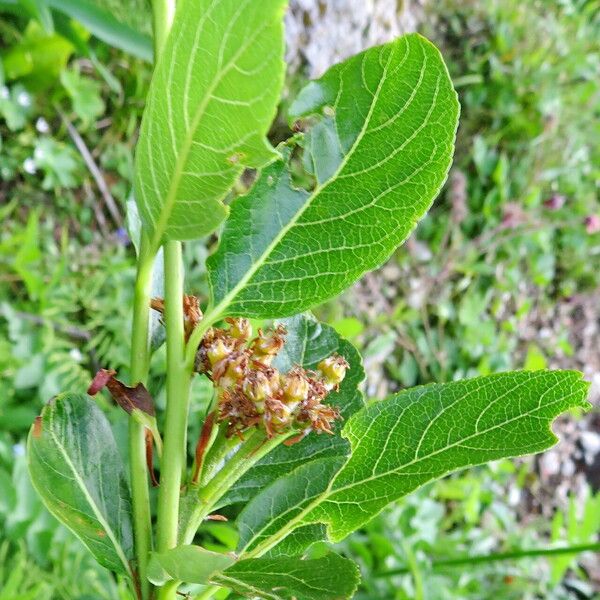 Chamaemespilus alpina Yaprak