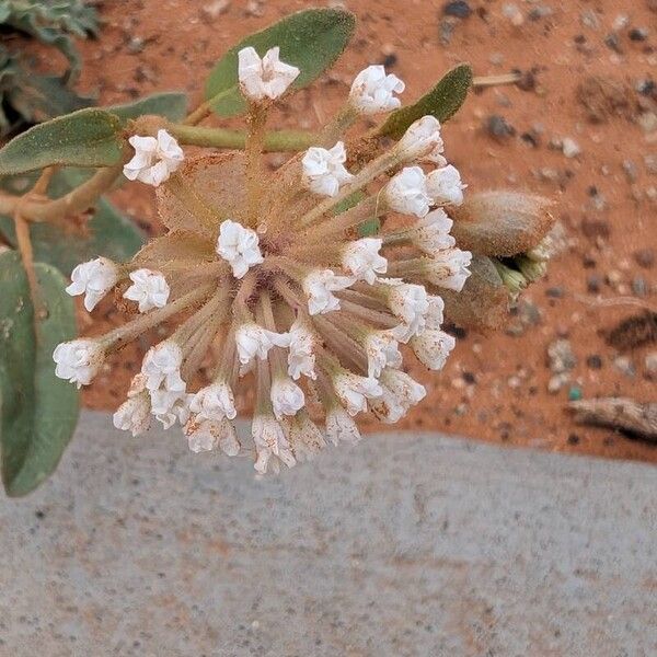 Abronia fragrans Кветка